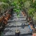 Figovník jedlý (Ficus Carica) ´BROGIOTTO BIANCO´ - výška 130-160 cm, kont. C10L (-16°C) 